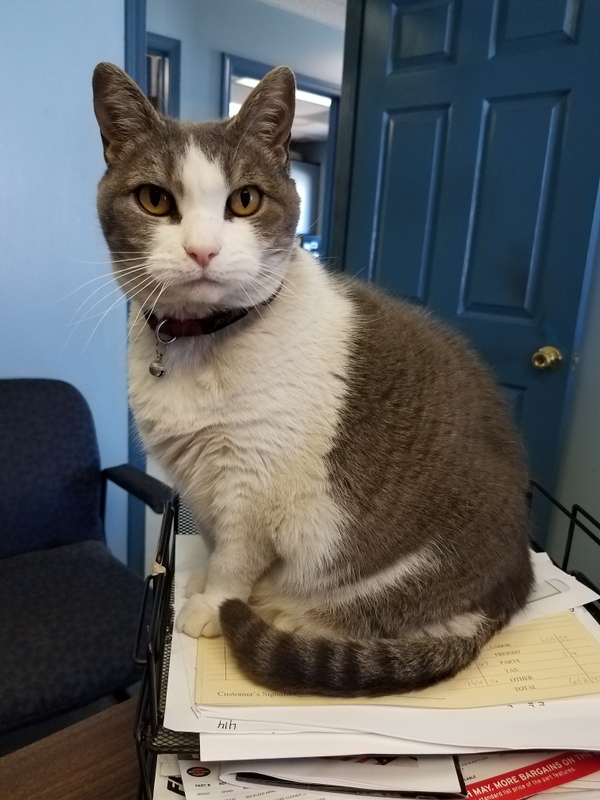 Miss Kitty